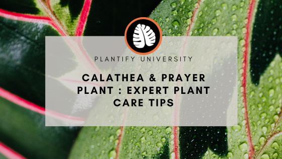 Calathea prayer plant care guide for beginners
