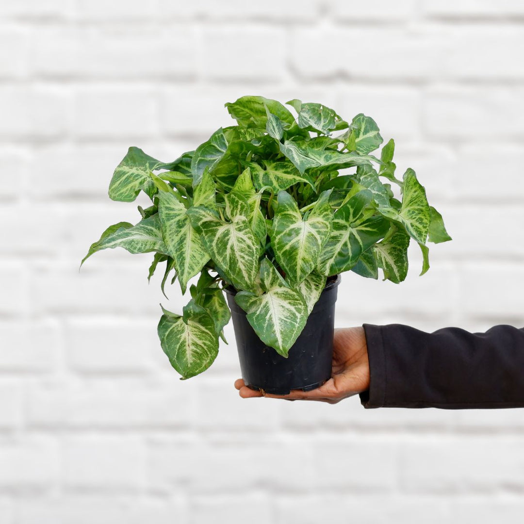 Arrowhead Plant - Shop Online!