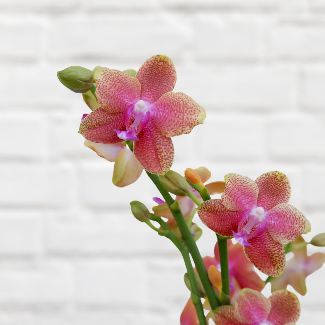 Moth Orchid - Mini - Shop Online!