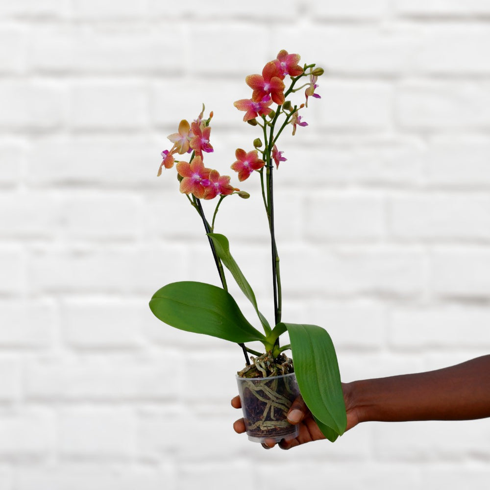 Moth Orchid - Mini - Shop Online!