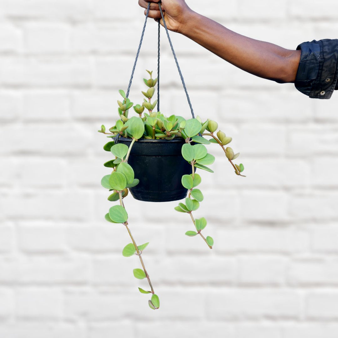 Peperomia - Tetraphylla Hope - Large - Shop Online!