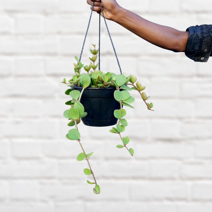 Peperomia - Tetraphylla Hope - Large - Shop Online!