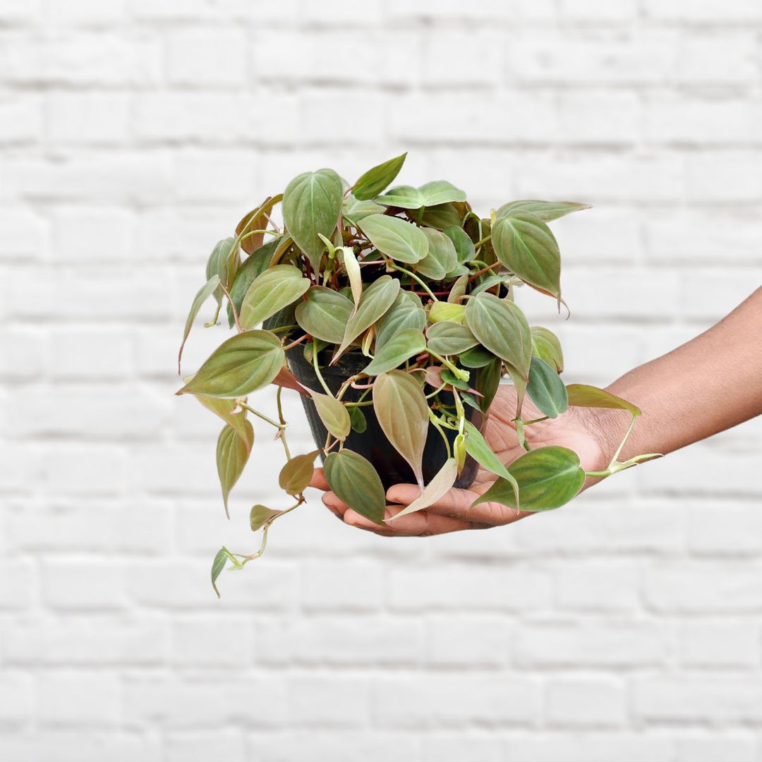 Philodendron - Micans - Shop Online!
