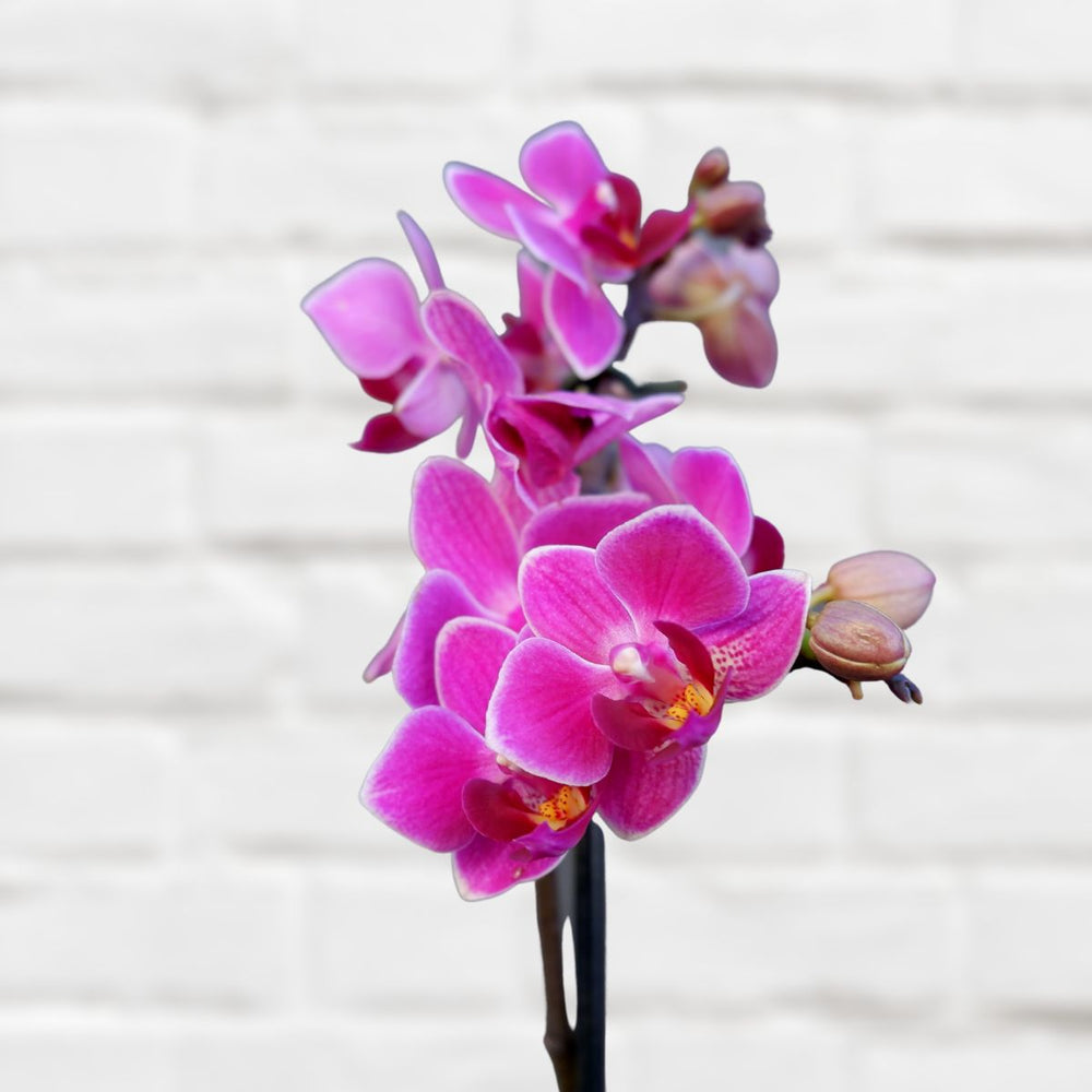 Moth Orchid - Micro - Shop Online!