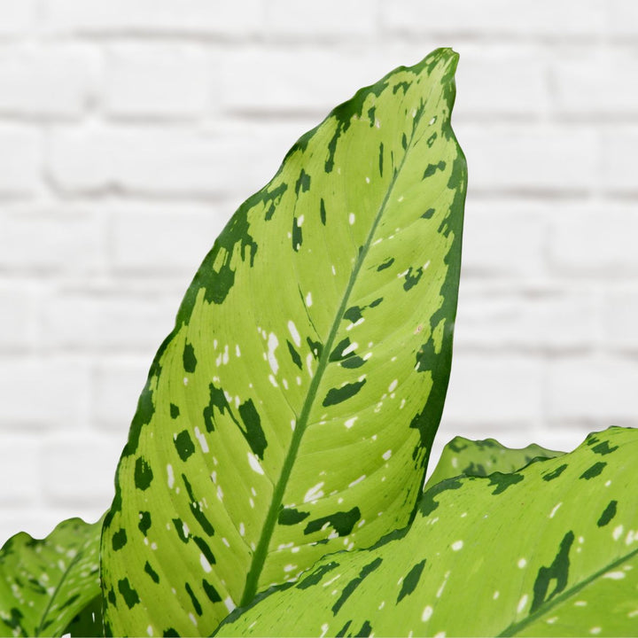 Dieffenbachia - Bausei - Shop Online!