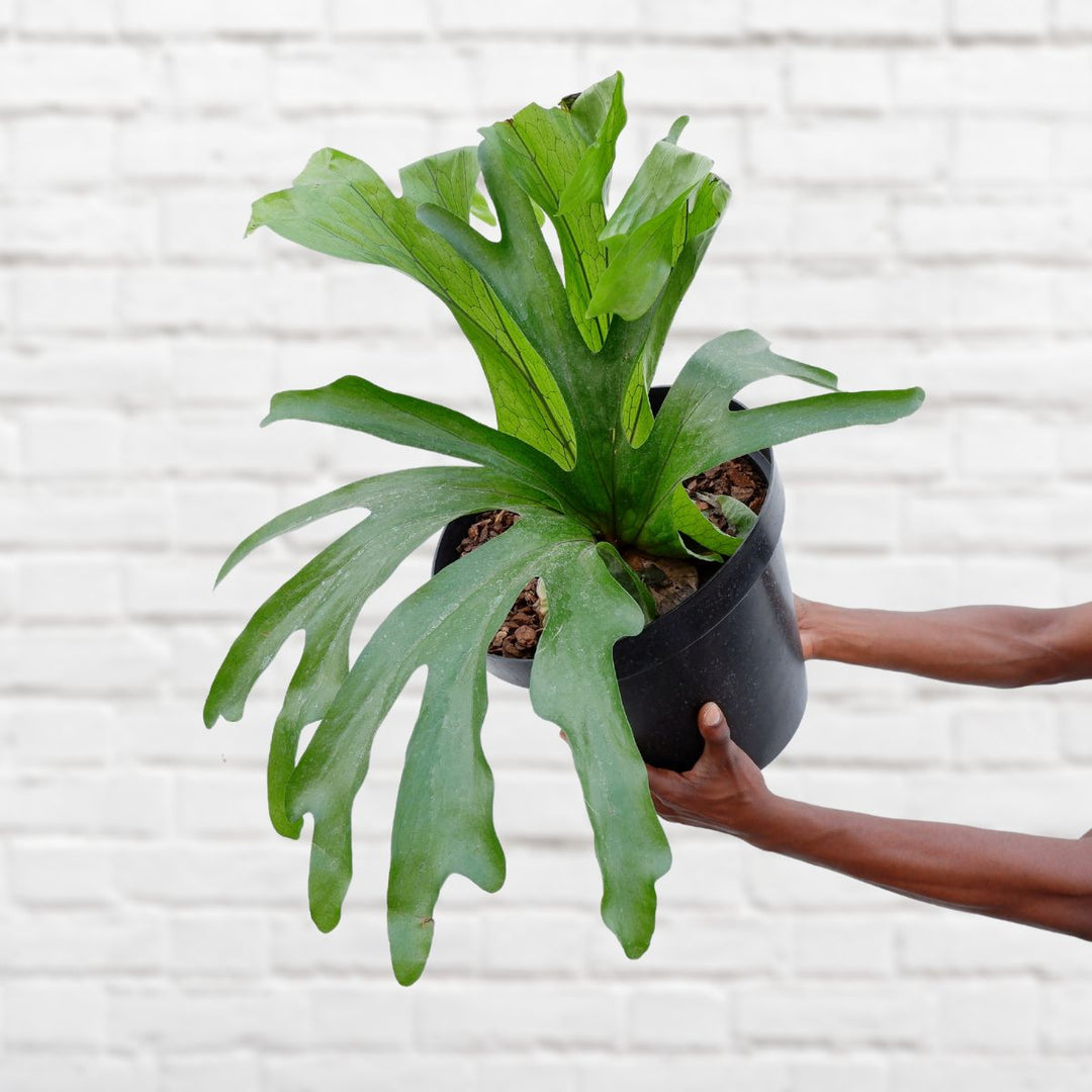 Staghorn Fern - Superbum - Extra Large - Shop Online!