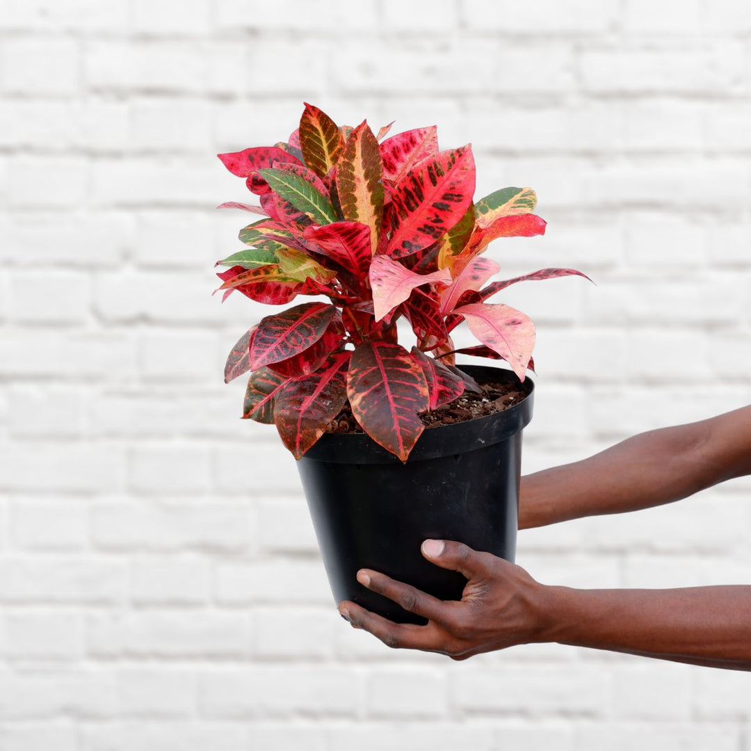 Croton - Large - Shop Online!