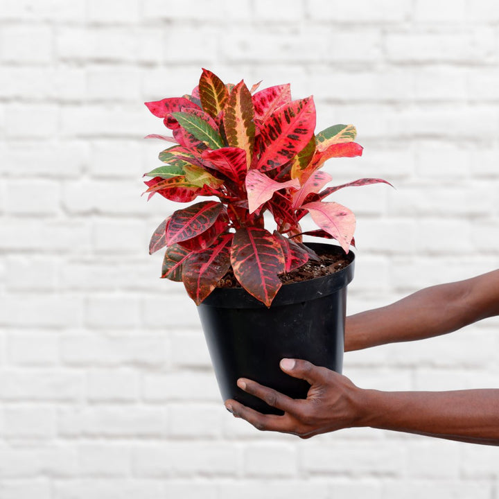 Croton - Large - Shop Online!