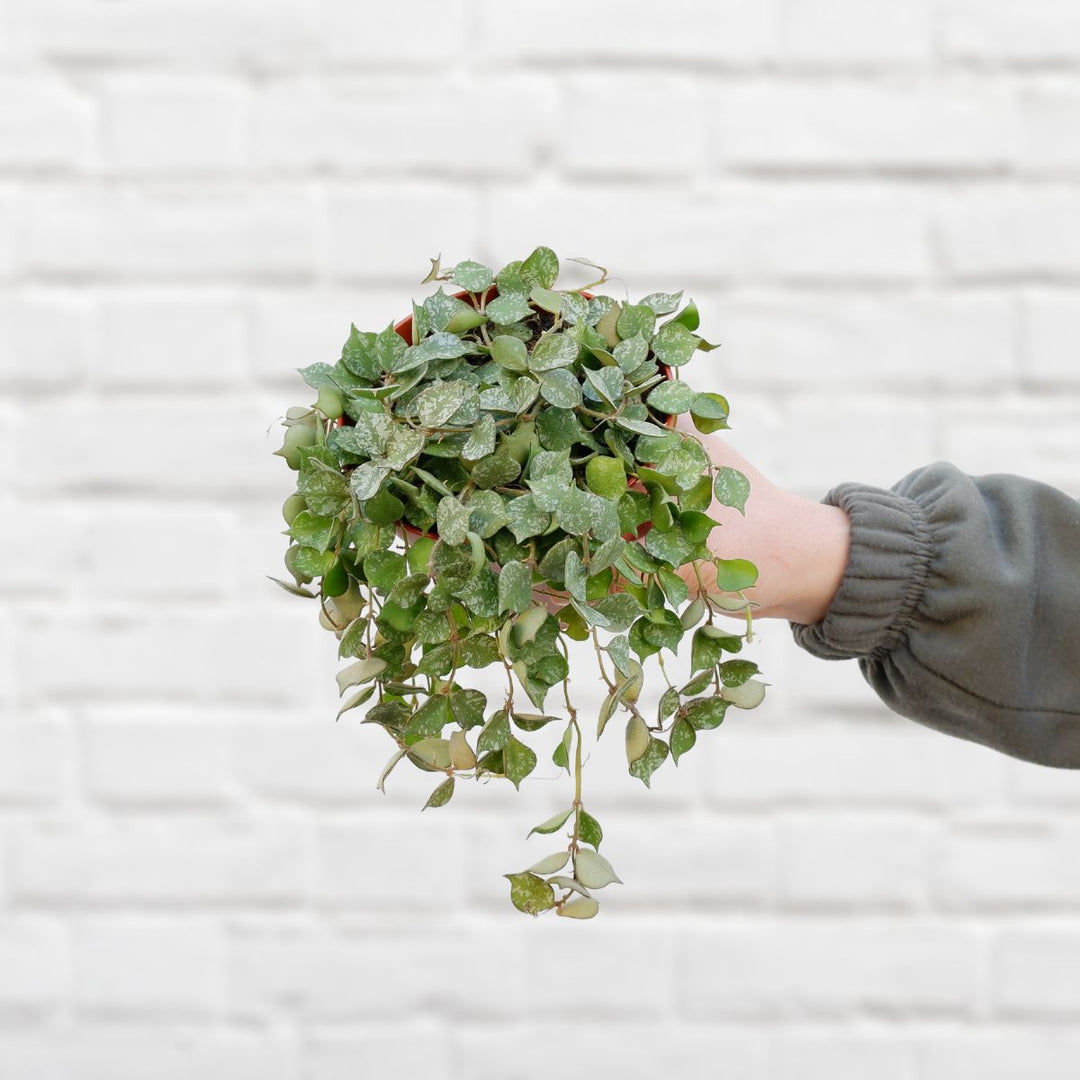 Hoya Curtisii - Shop Online!