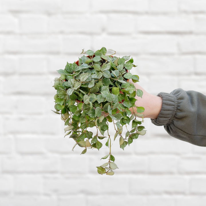 Hoya Curtisii - Shop Online!