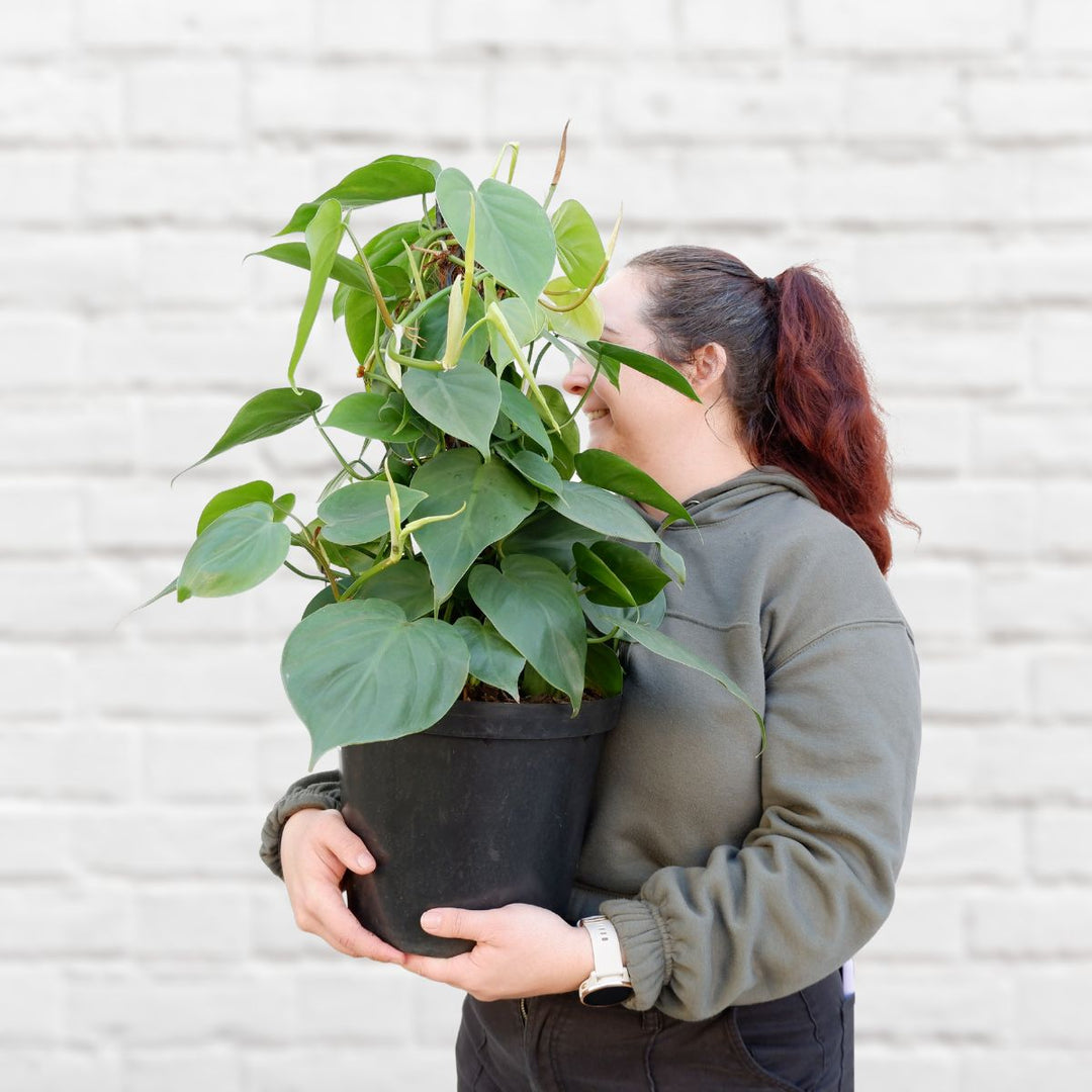 Heart Leaf Philodendron - Moss Pole - Short - Shop Online!