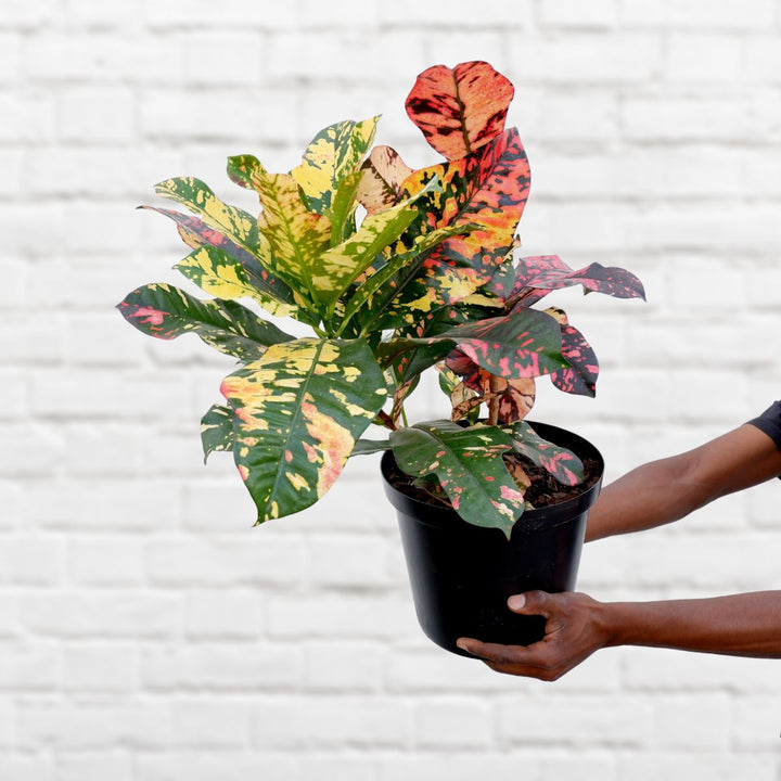 Croton - Large - Shop Online!