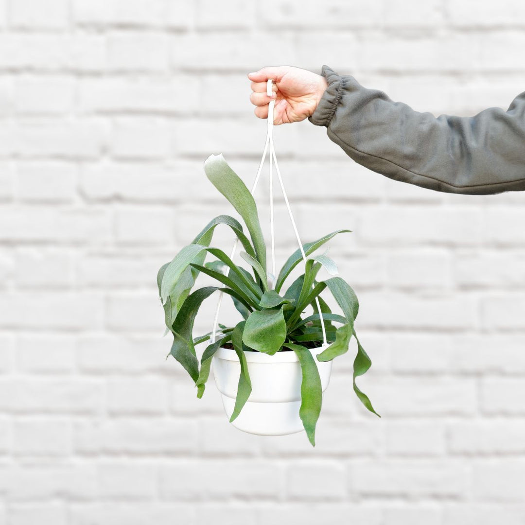 Staghorn Fern - Large - Shop Online!