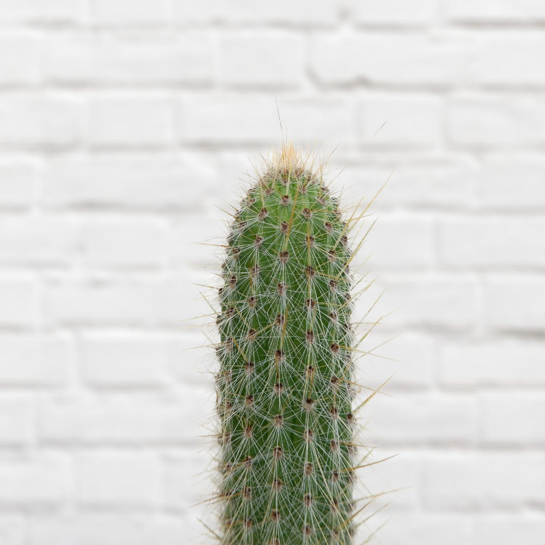 Fence Post Cactus - Shop Online!