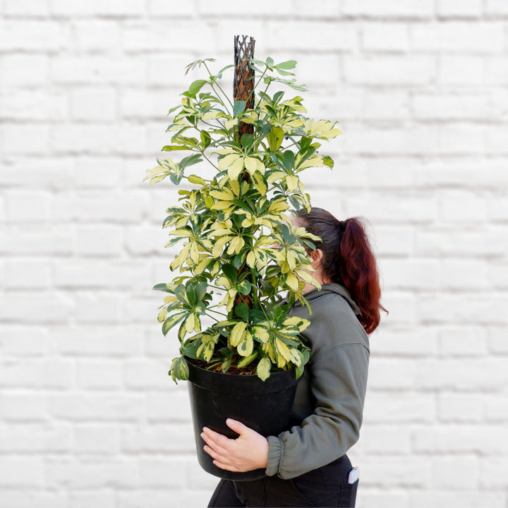 Umbrella Plant - Extra Large - Shop Online!