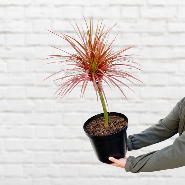 Dragon Tree - Colorama - Shop Online!