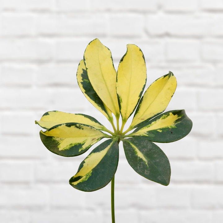 Umbrella Plant - Extra Large - Shop Online!