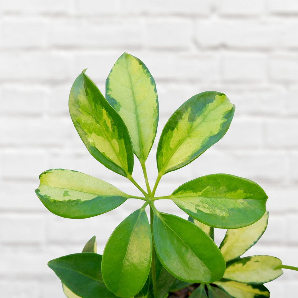 Umbrella Plant - Large - Shop Online!