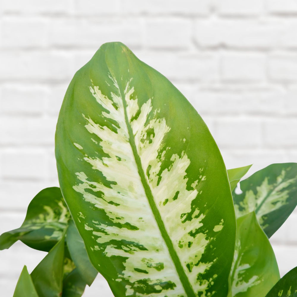 Dieffenbachia - Alex - Shop Online!