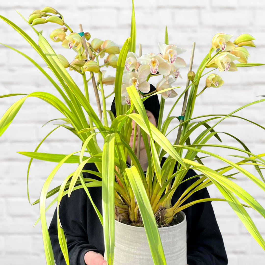 Cymbidium Orchid - Shop Online!