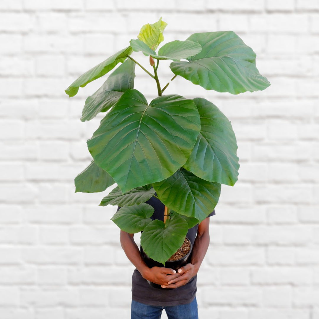 Umbrella Tree Fig - Shop Online!