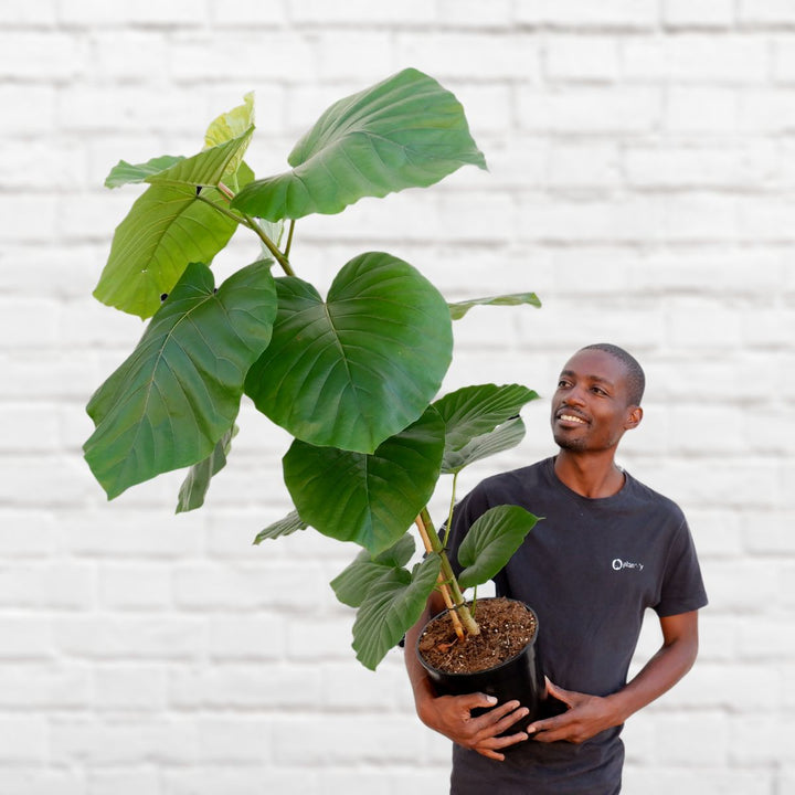 Umbrella Tree Fig - Shop Online!