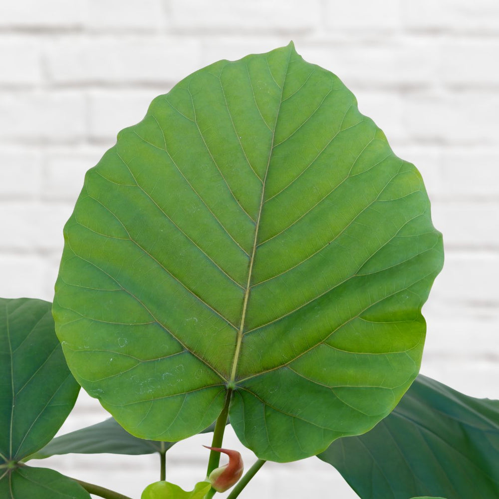 Umbrella Tree Fig - Shop Online!