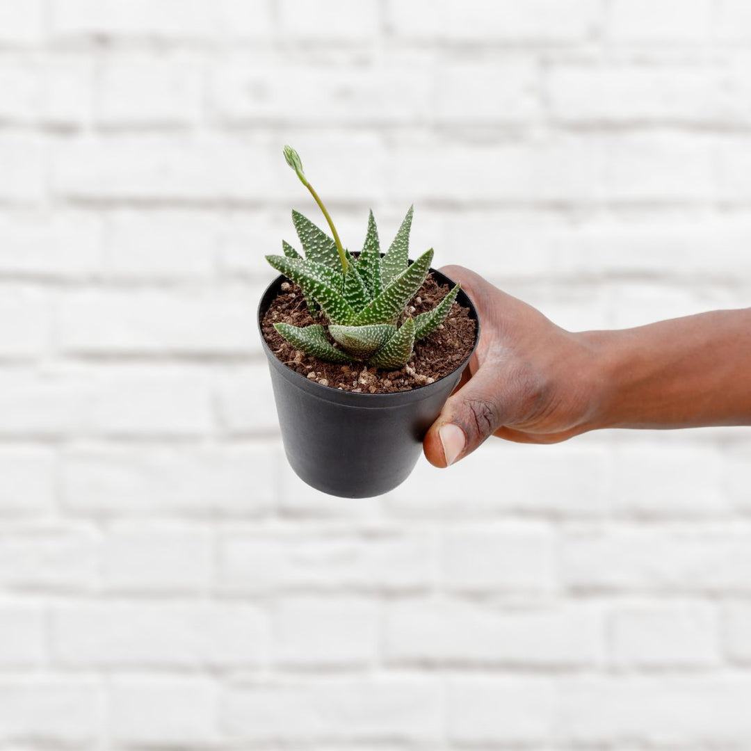 Ox Tongue Plant - Rosette - Shop Online!