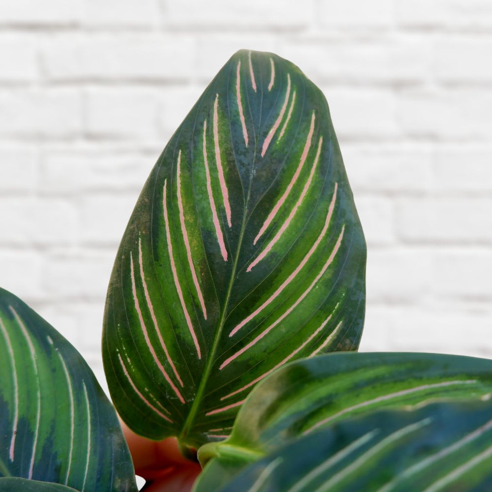 Calathea Beauty Star - Shop Online!