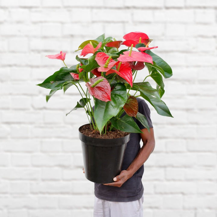 Anthurium - Red - Large - Shop Online!