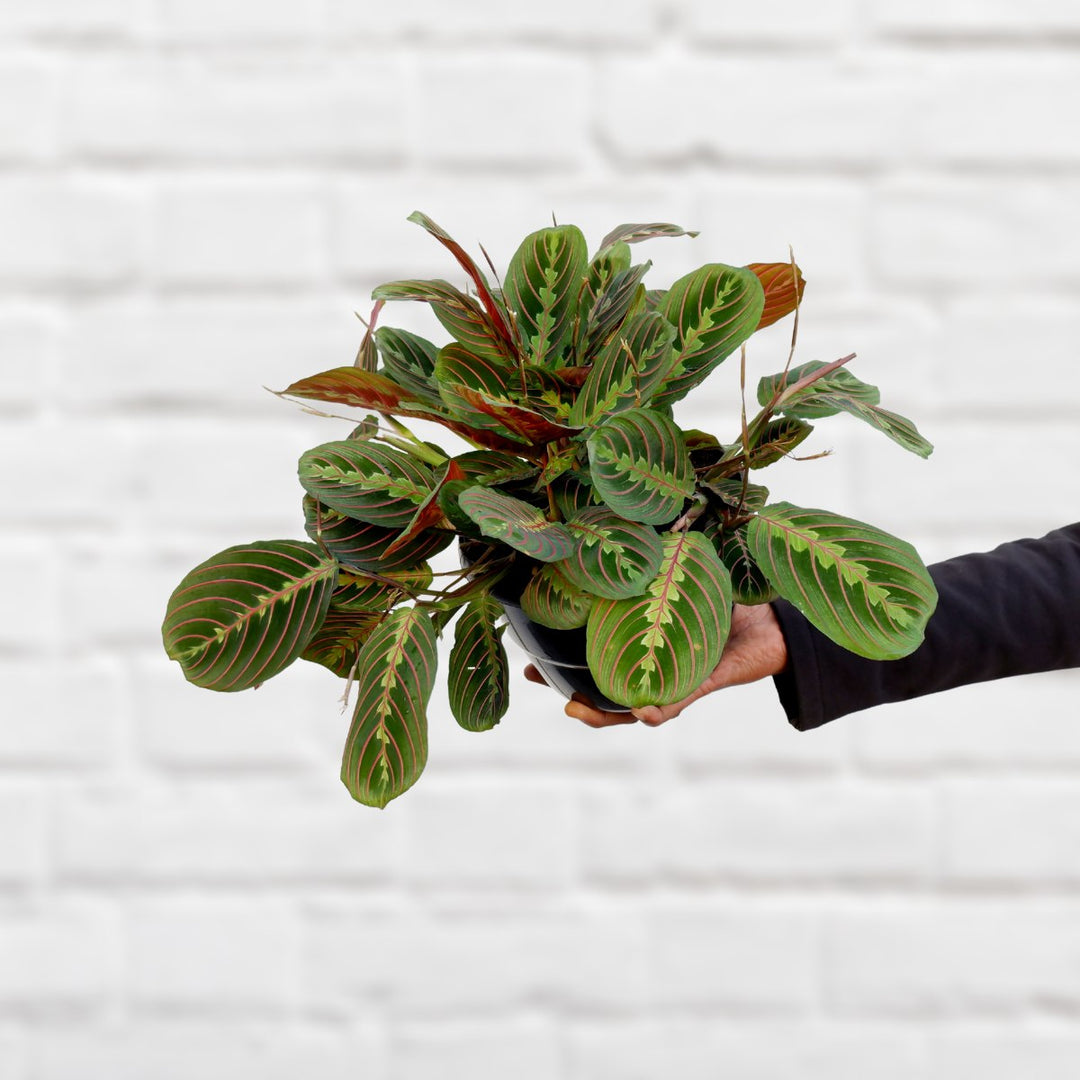 Prayer Plant - Large - Shop Online!
