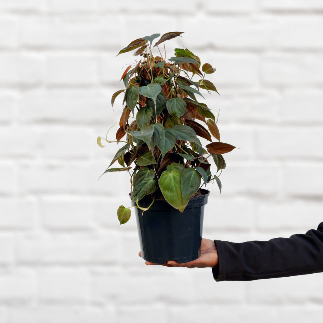 Philodendron - Micans Mosspole - Shop Online!