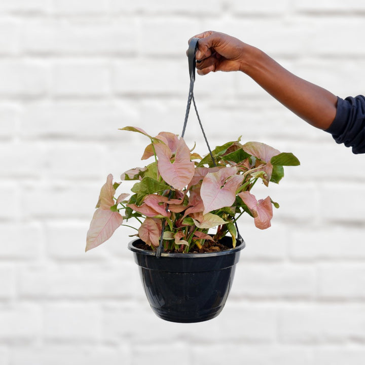 Arrowhead Neon - Large - Shop Online!