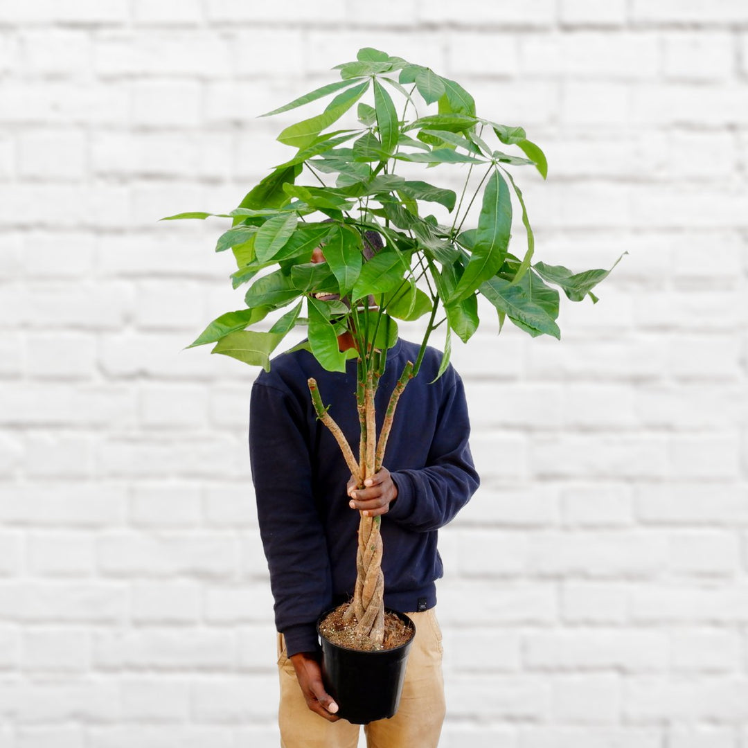 Chinese Money Tree - Large - Shop Online!