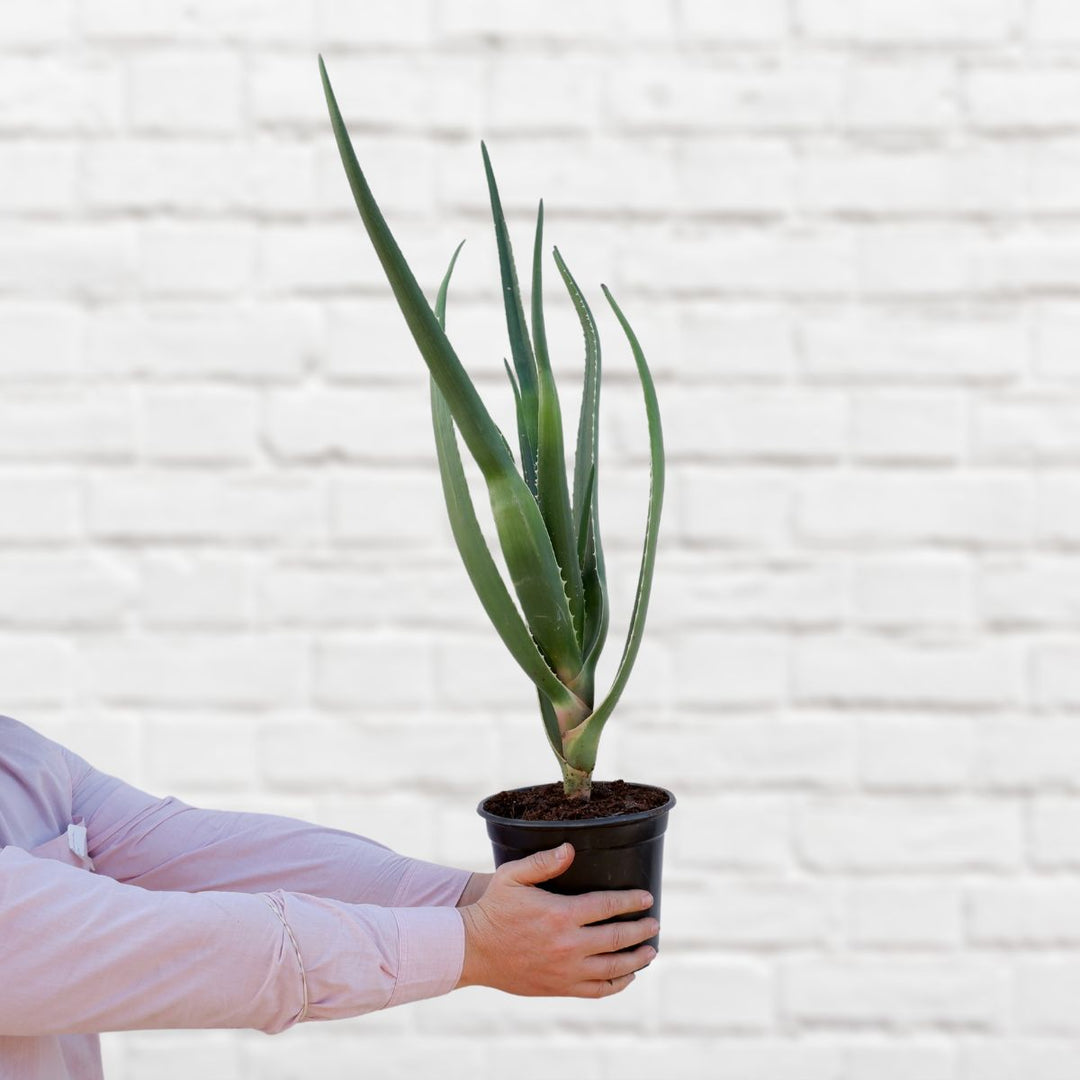 Tree Aloe - Shop Online!