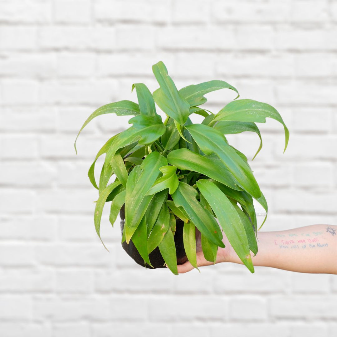 Panda Philodendron - Shop Online!