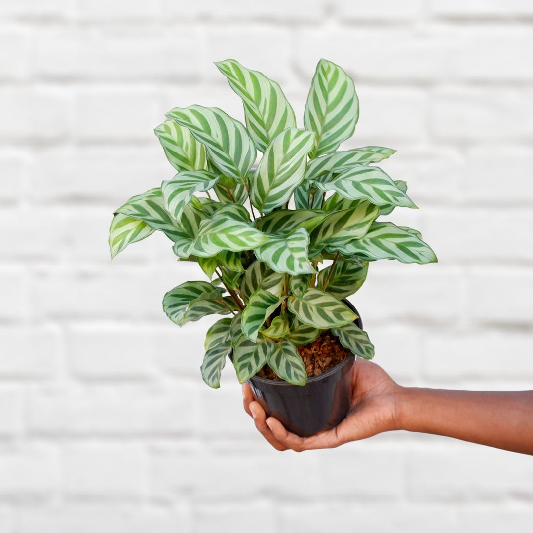 Calathea Freddie - Shop Online!