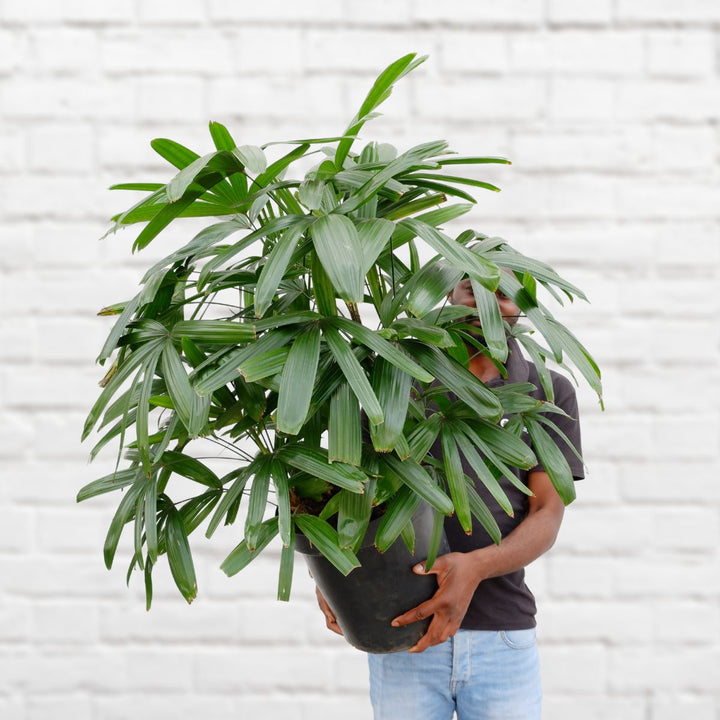 Broadleaf Lady Palm - Shop Online!