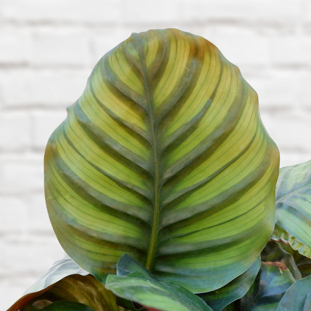Calathea Fasciata - Shop Online!