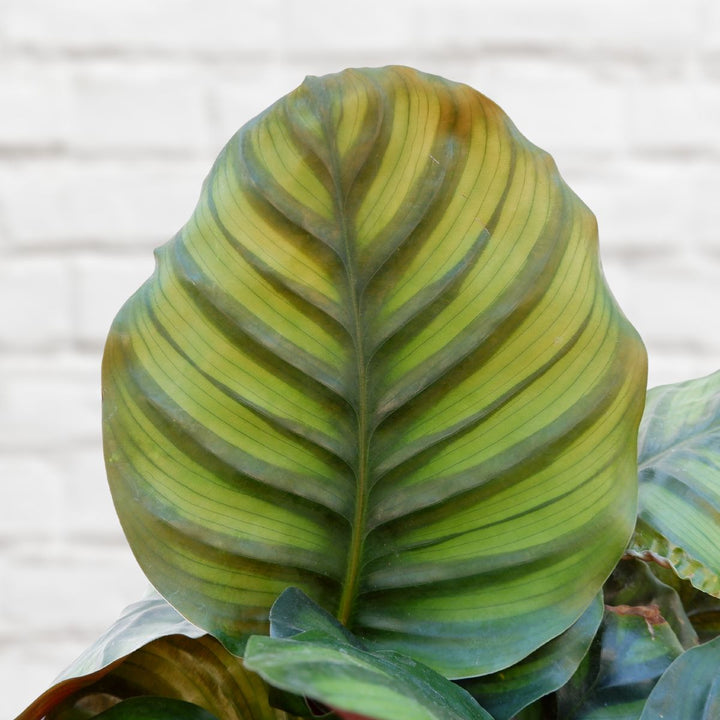 Calathea Fasciata - Shop Online!