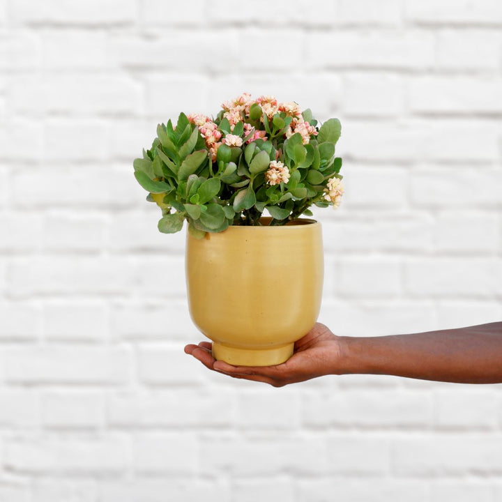 Calandiva - Shop Online!