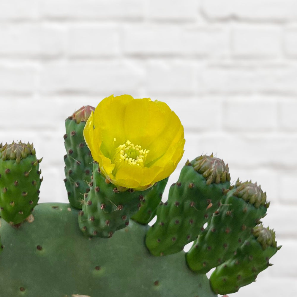 Cactus Pear - Algerian - Shop Online!