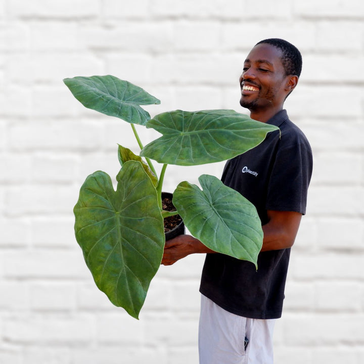 Elephants Ear - Rubra - Shop Online!