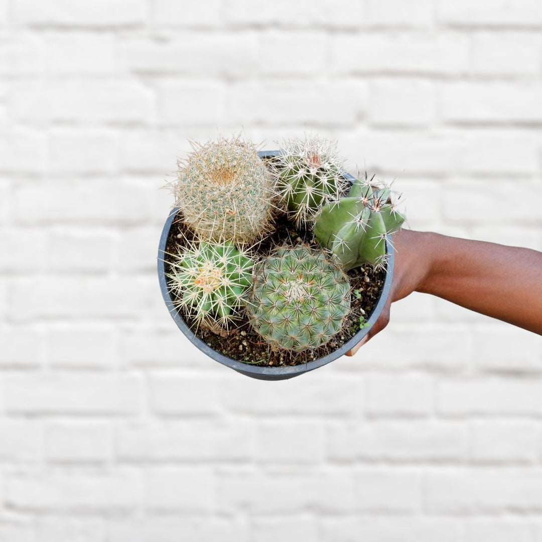 Cactus Variety Mix - Shop Online!