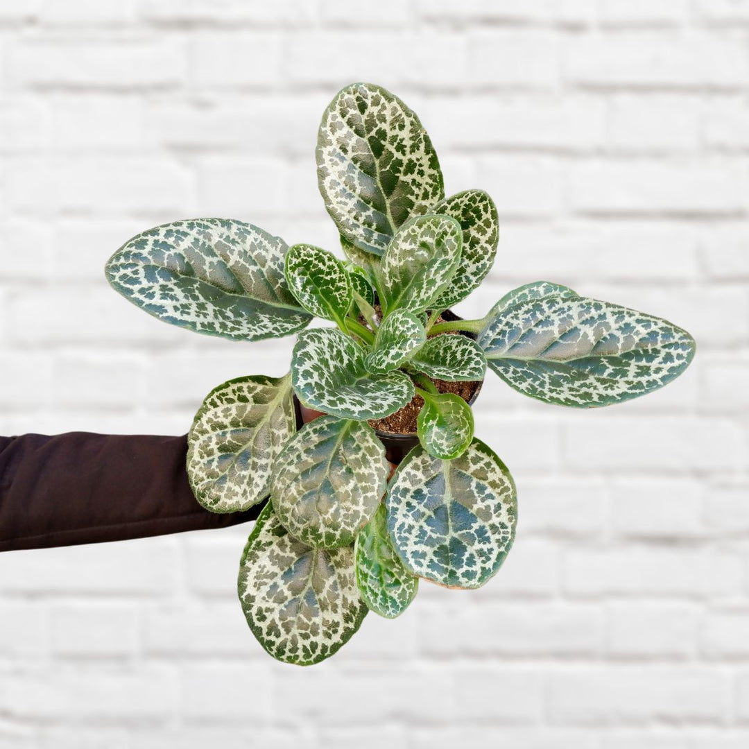 Primula Pretty Turtle - Shop Online!