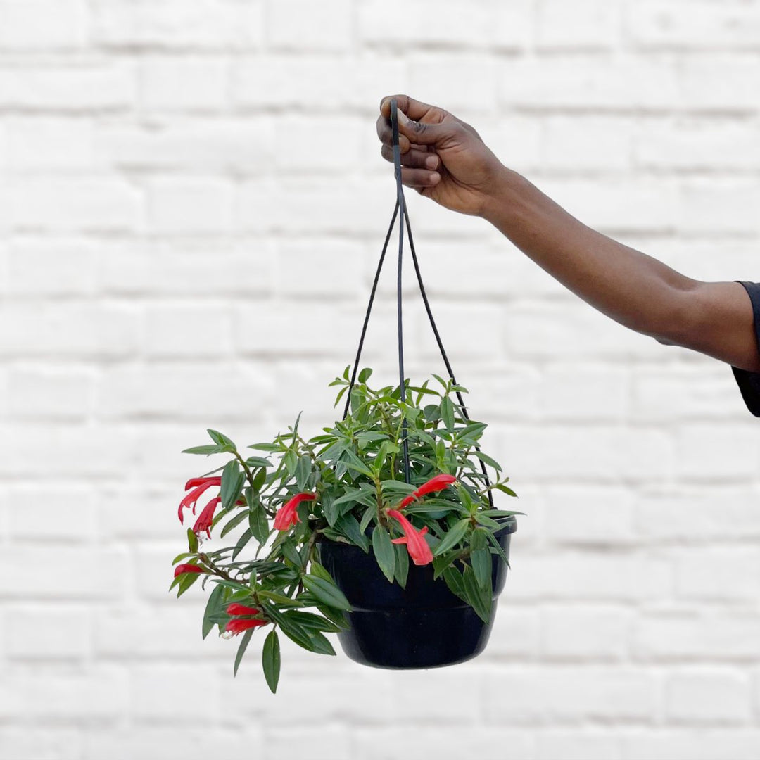 Flying Goldfish Plant - Large - Shop Online!