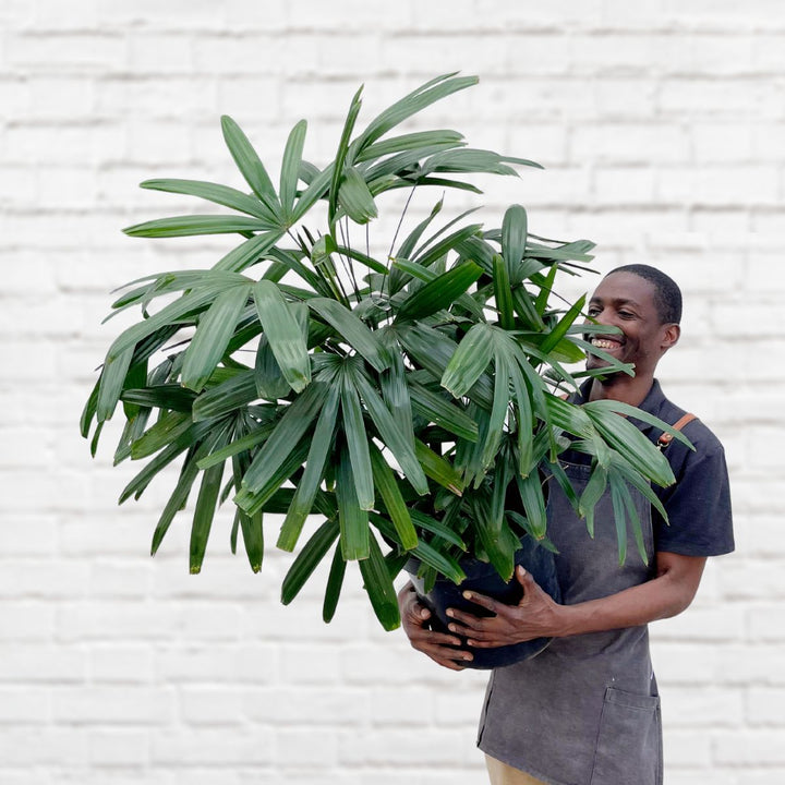 Broadleaf Lady Palm - Shop Online!
