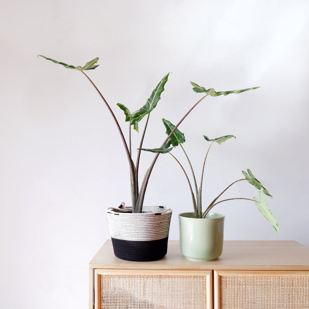 Elephant's Ear - Sarian - Shop Online!