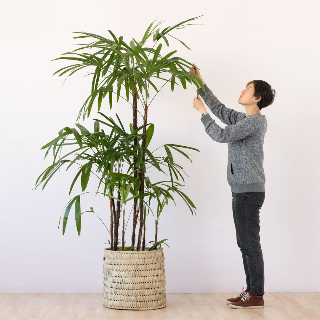 Broadleaf Lady Palm - Extra Large - Shop Online!