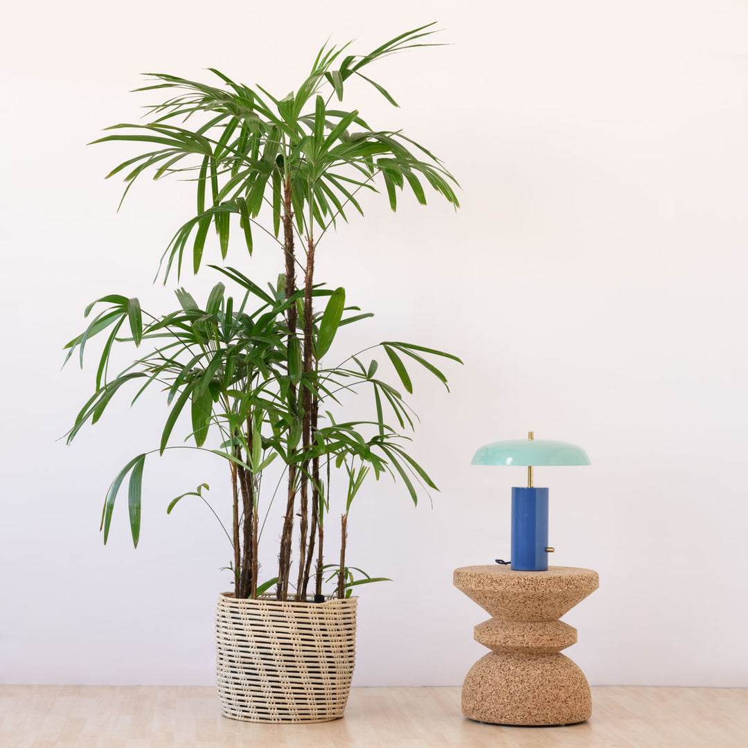 Broadleaf Lady Palm - Extra Large - Shop Online!